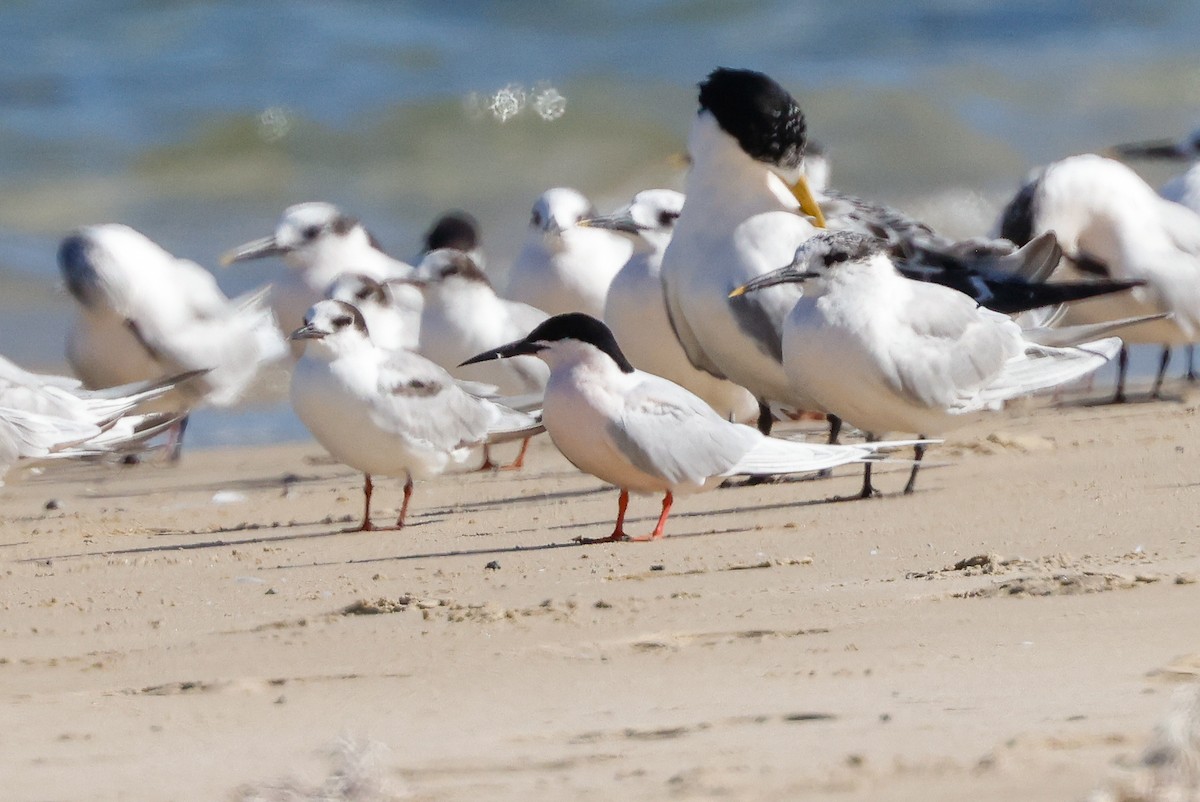 Roseate Tern - ML620267101