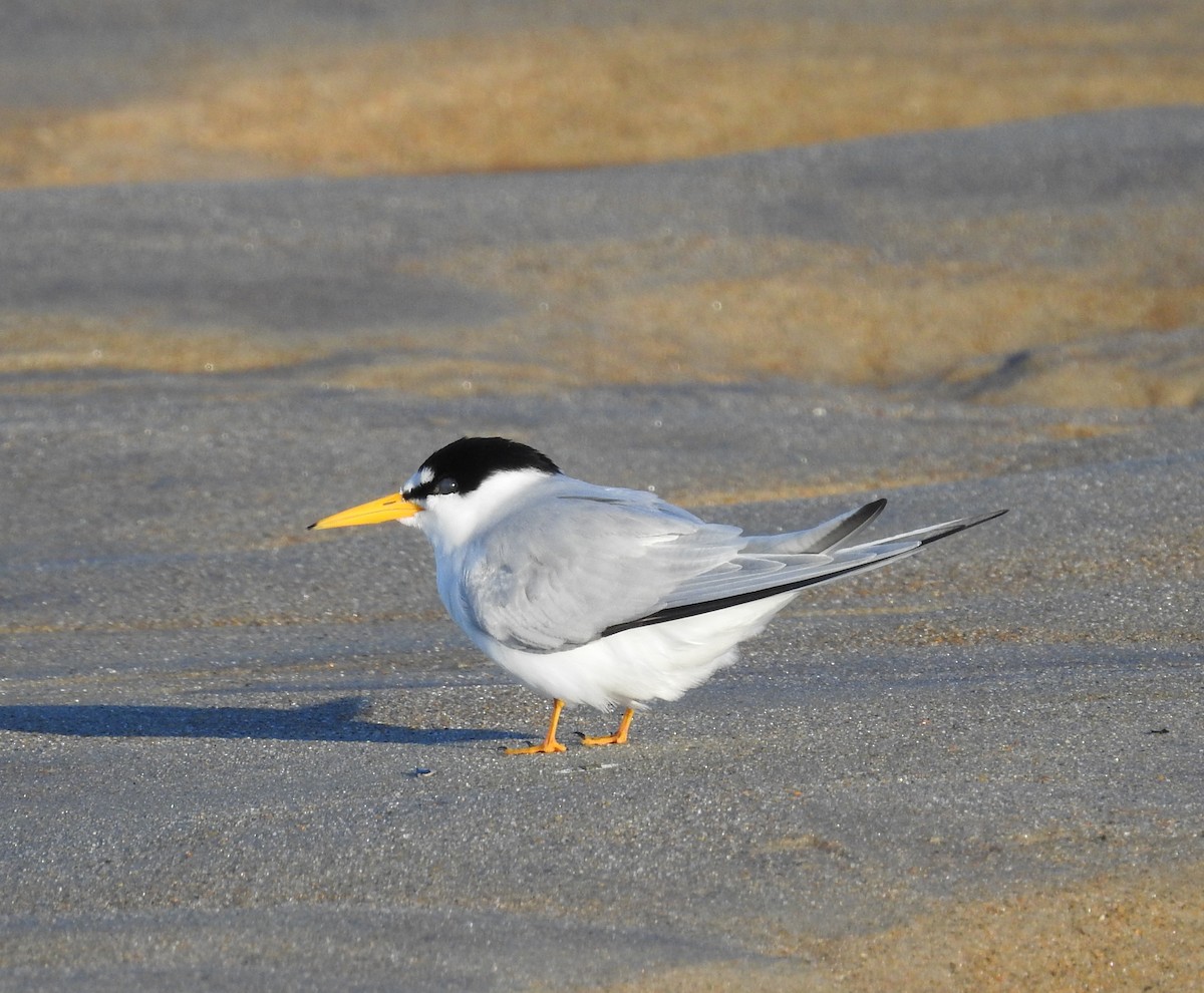 Least Tern - ML620267104