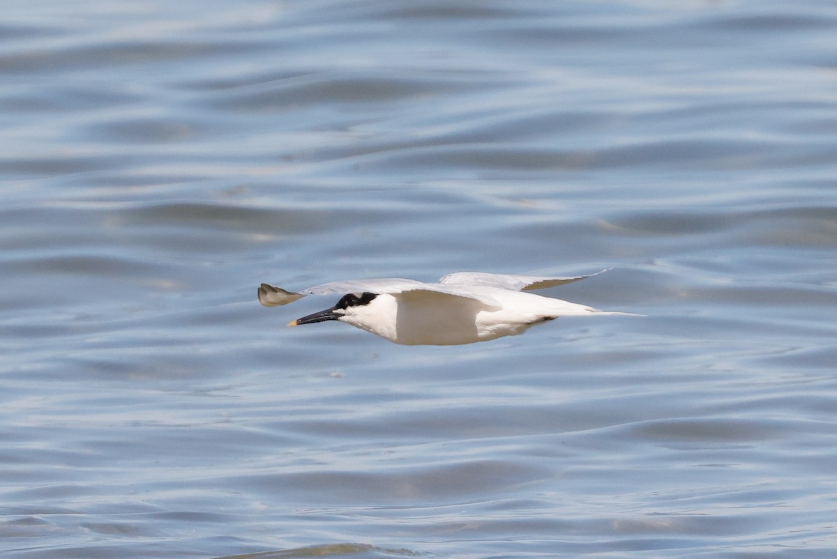 Sandwich Tern (Eurasian) - ML620267106