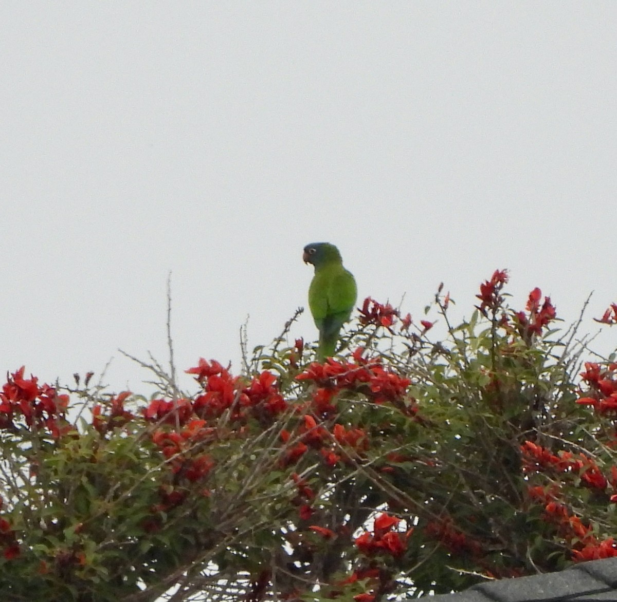 Blue-crowned Parakeet - ML620267113