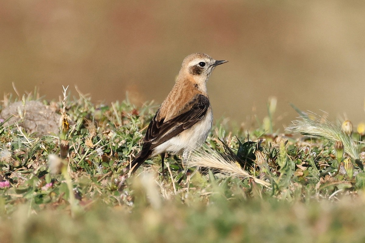 Western Black-eared Wheatear - ML620267116