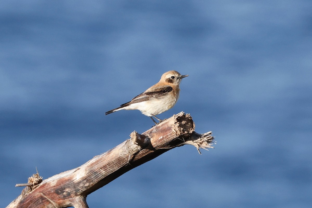 Western Black-eared Wheatear - ML620267117