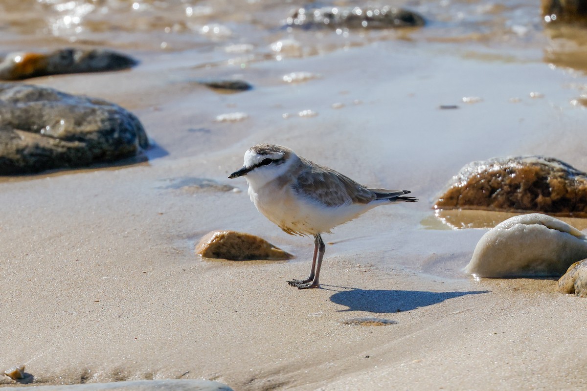White-fronted Plover - ML620267118