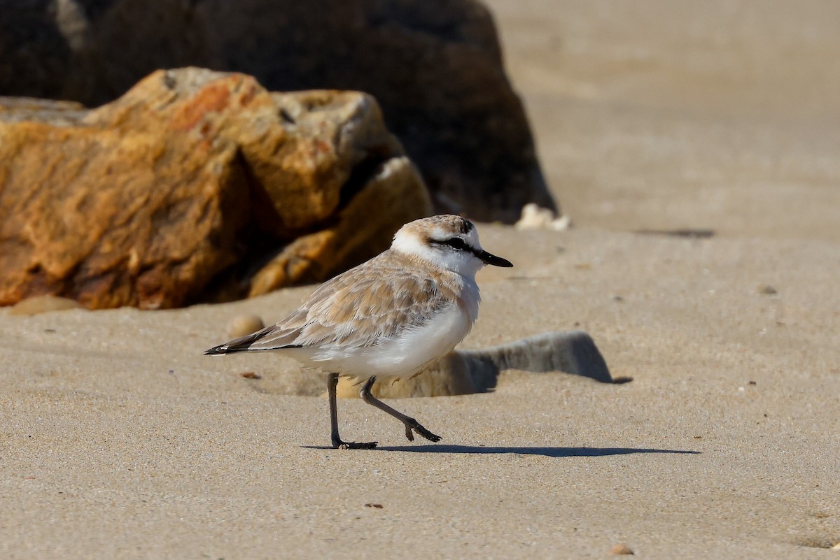 White-fronted Plover - ML620267119