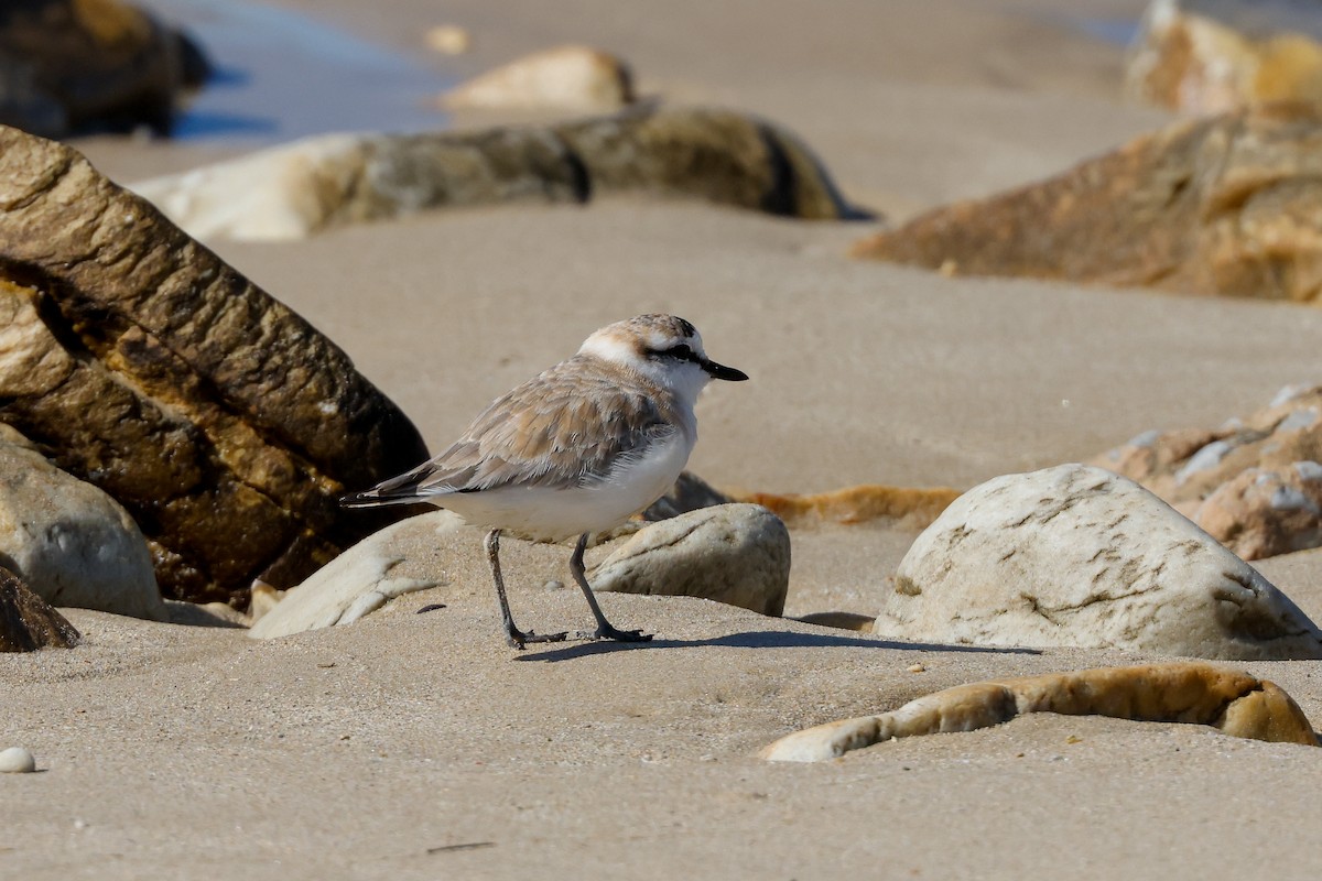 White-fronted Plover - ML620267120