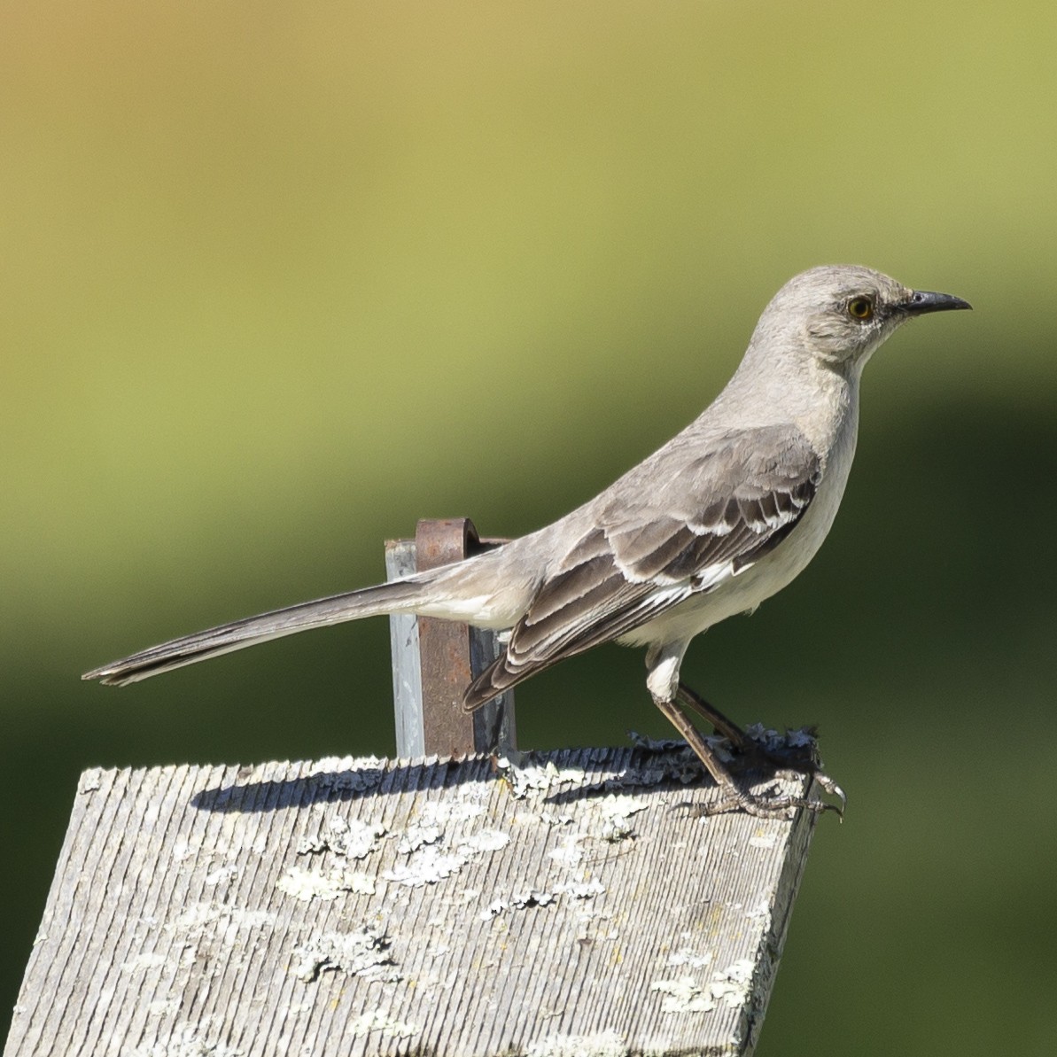 Northern Mockingbird - ML620267123