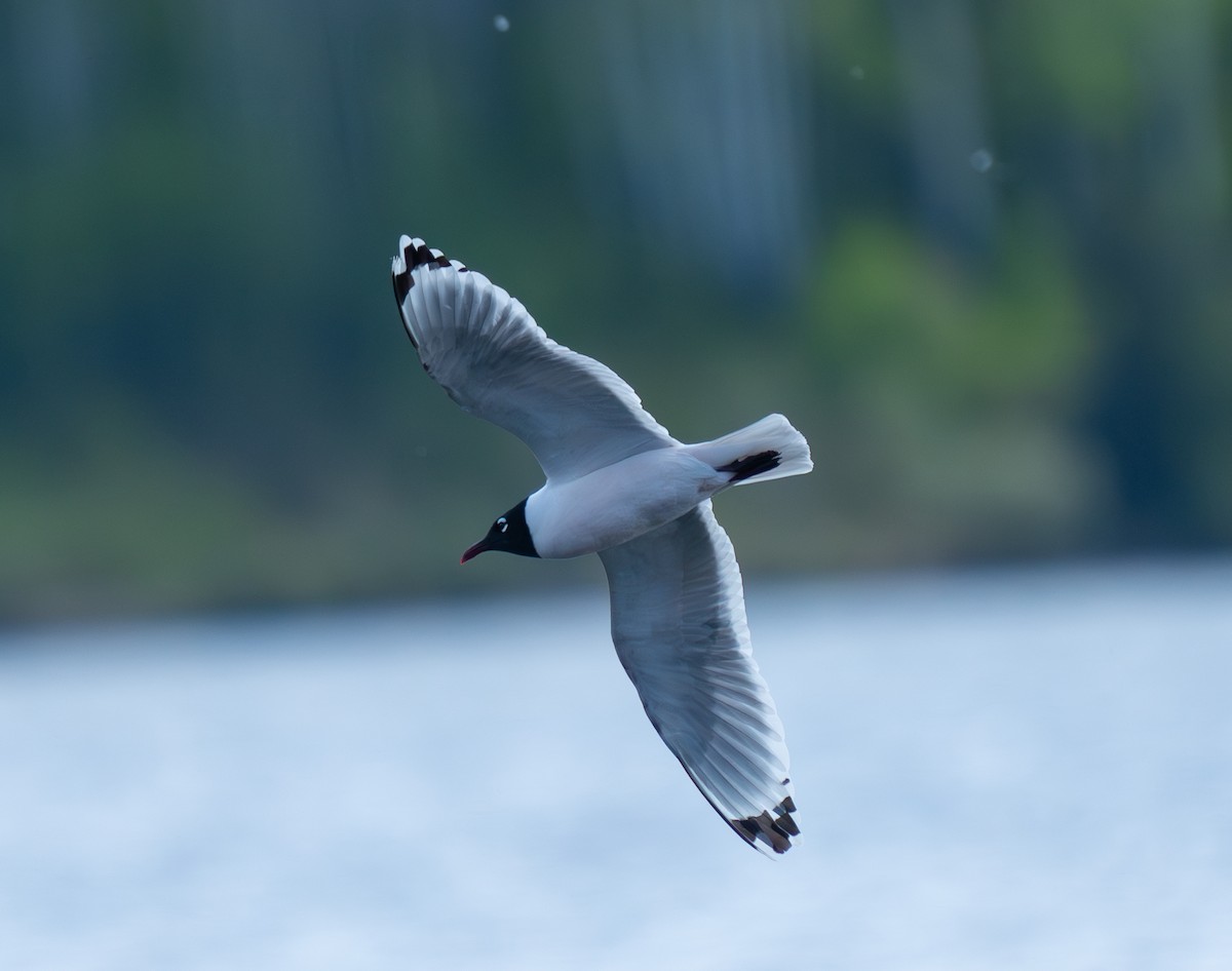 Franklin's Gull - ML620267124