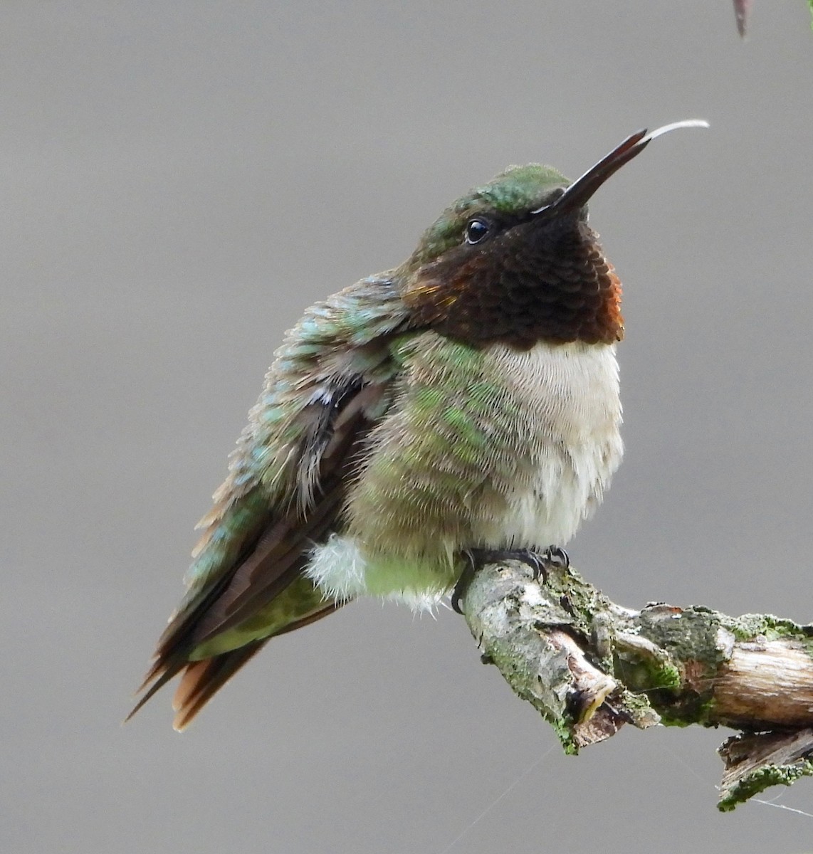 Ruby-throated Hummingbird - Sandy Melton