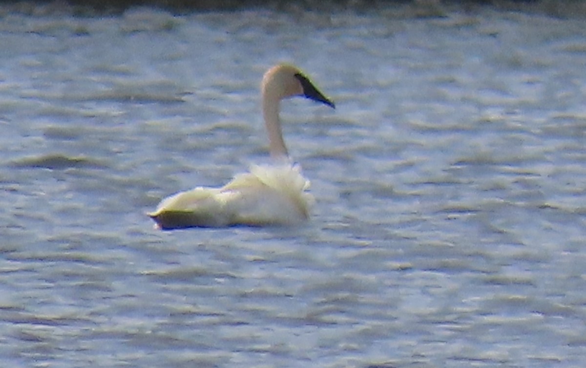 Trumpeter Swan - ML620267134