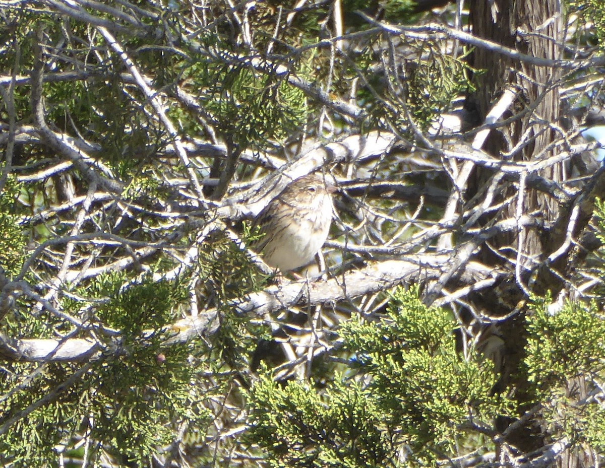 new world sparrow sp. - ML620267137