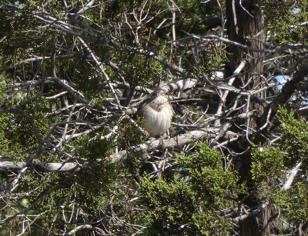 new world sparrow sp. - ML620267138