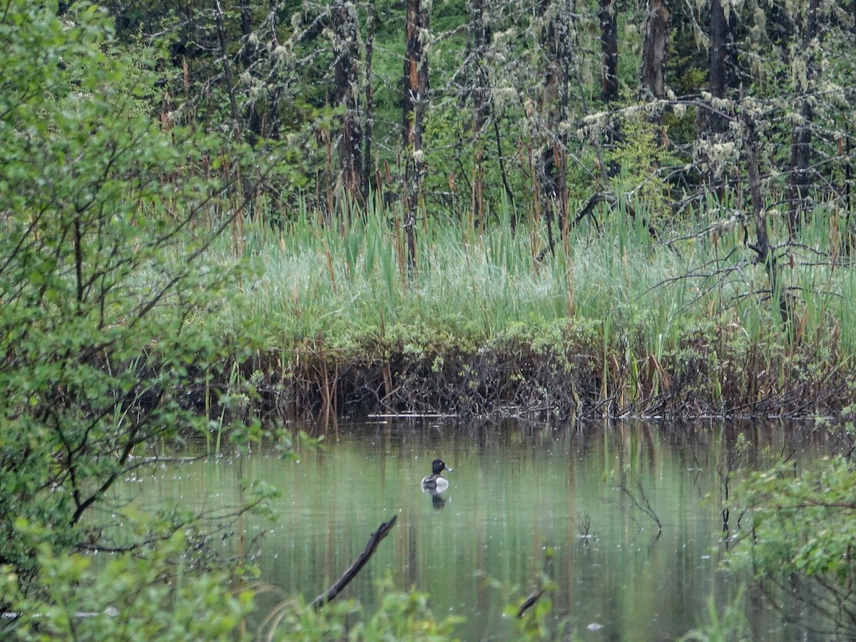 Ring-necked Duck - ML620267144