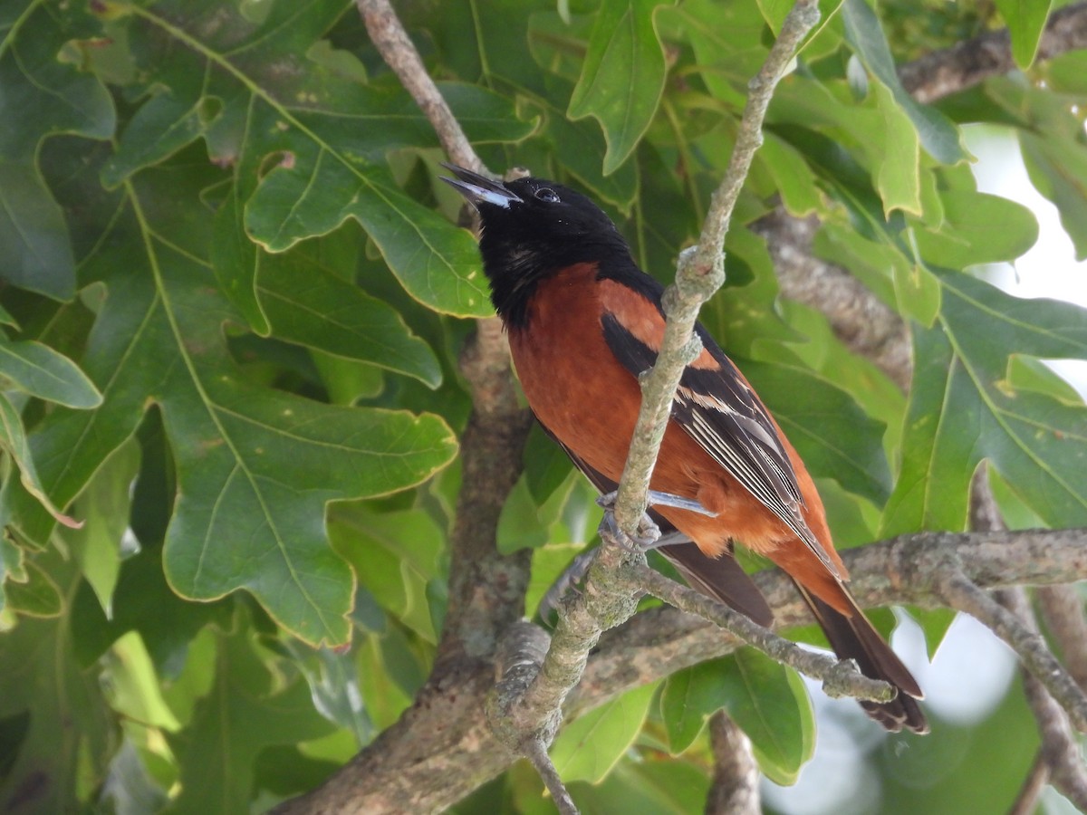 Orchard Oriole - ML620267145