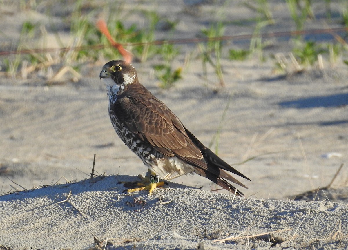 Peregrine Falcon - ML620267146