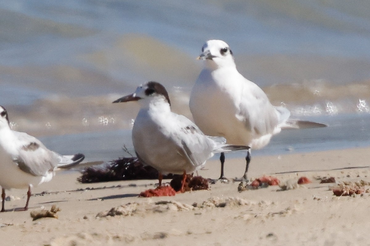 tanımsız Sterninae sp. - ML620267147