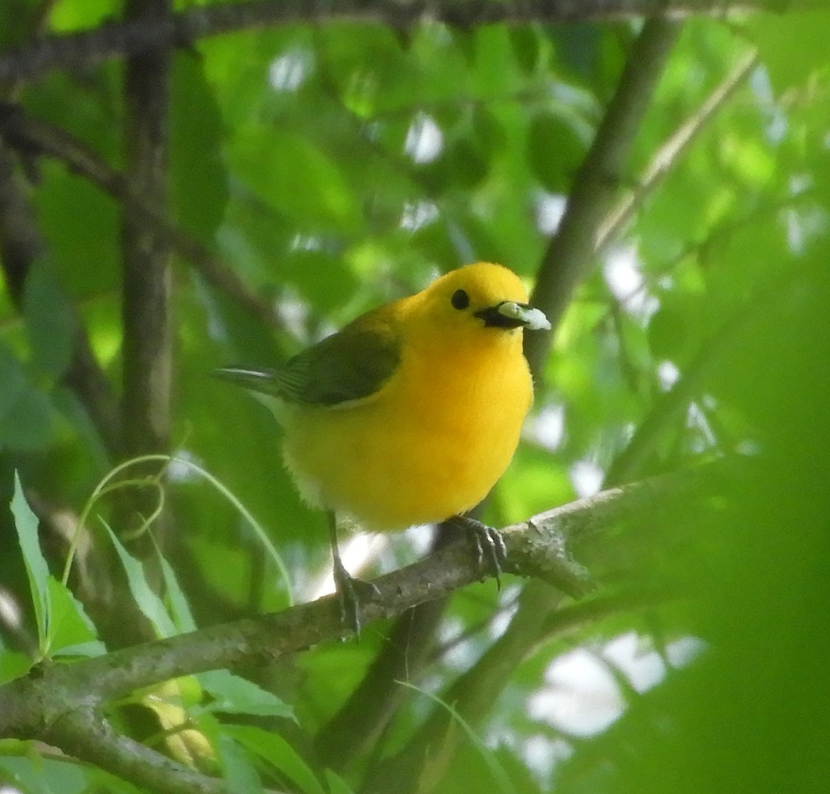 Prothonotary Warbler - ML620267149