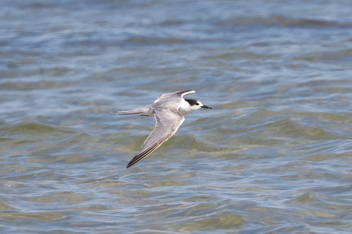 tern sp. - ML620267165