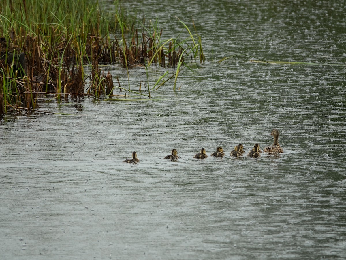 American Black Duck - ML620267168