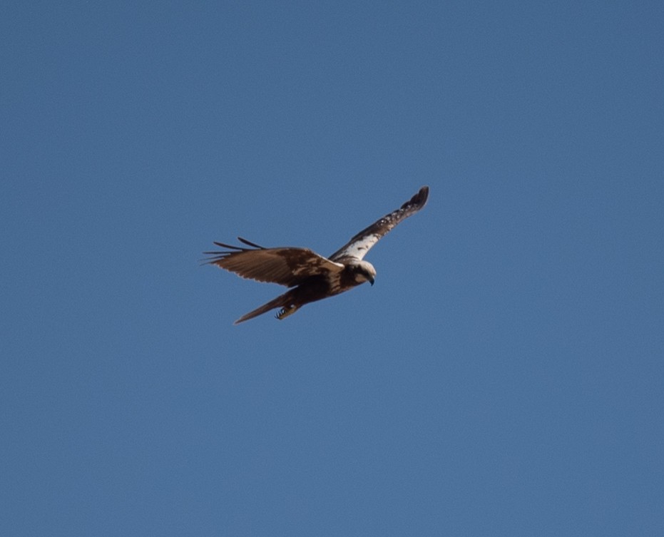 Western Marsh Harrier - ML620267183