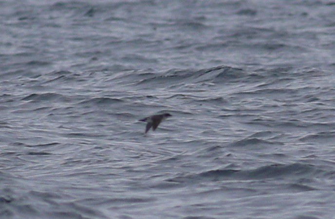 Common Diving-Petrel - ML620267187