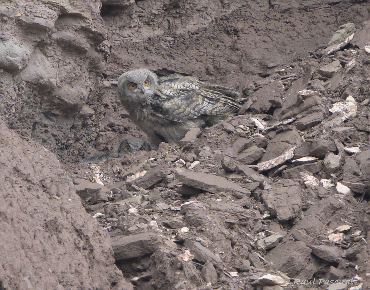 Eurasian Eagle-Owl - ML620267188