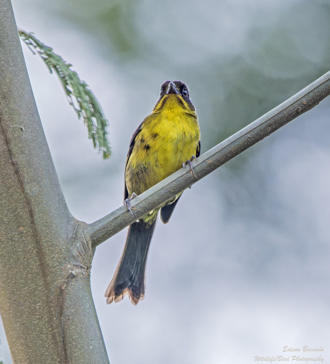 Dusky-headed Brushfinch - ML620267190