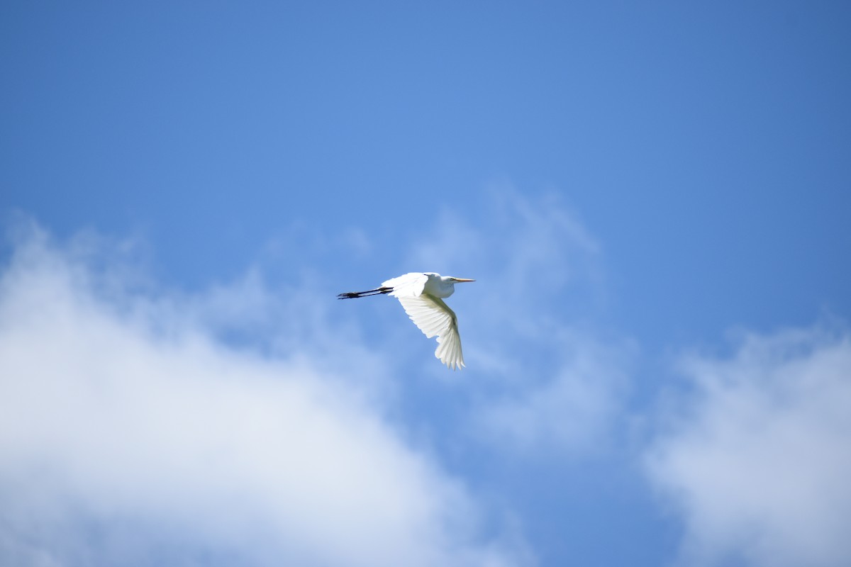 Great Egret - ML620267198