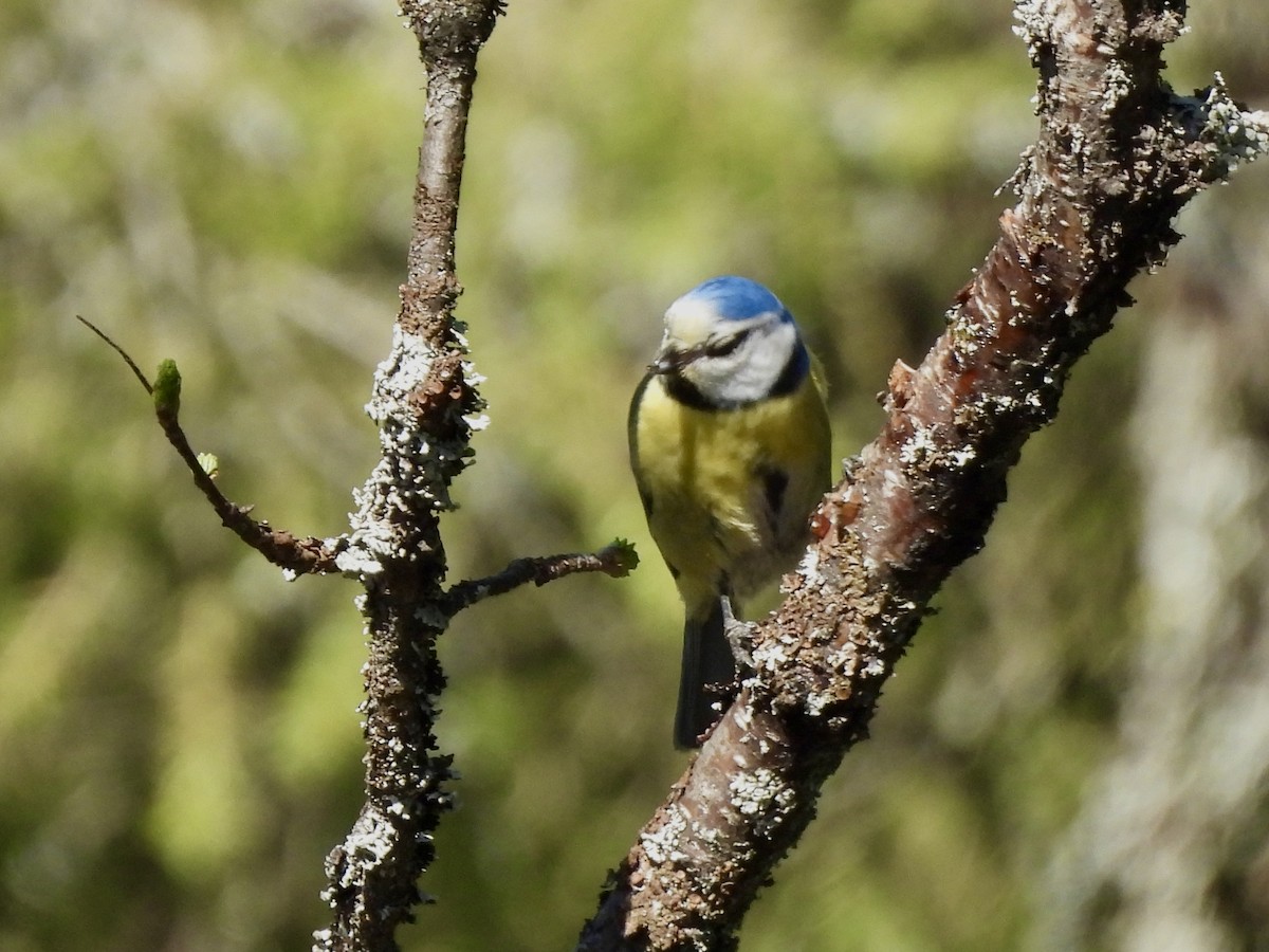 Eurasian Blue Tit - ML620267209