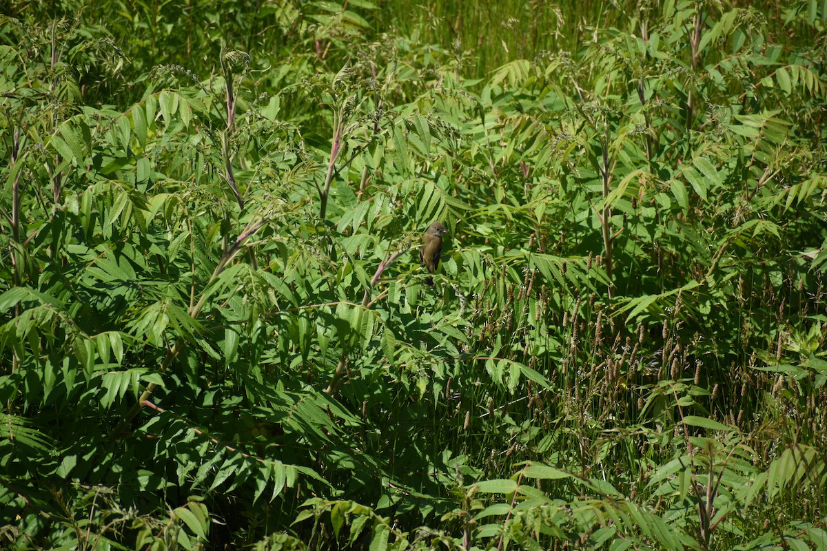 Willow Flycatcher - ML620267222