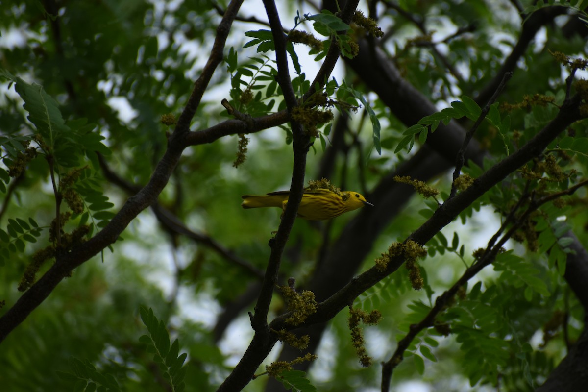 Yellow Warbler - ML620267230