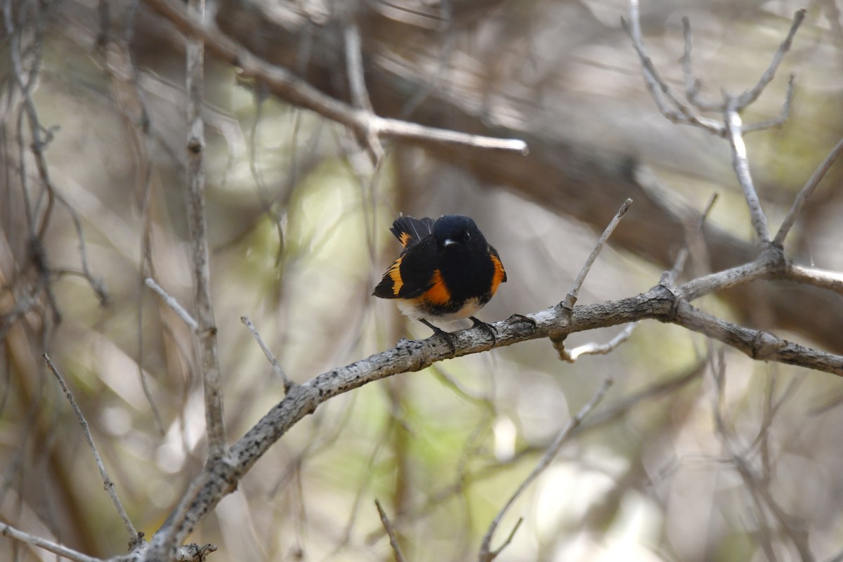 American Redstart - ML620267238