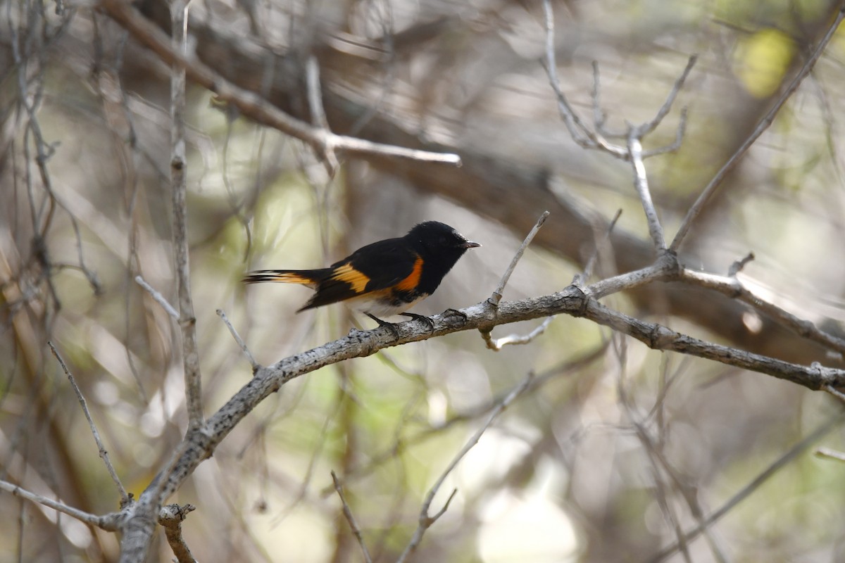 American Redstart - ML620267239