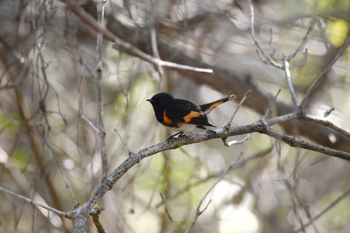 American Redstart - ML620267240