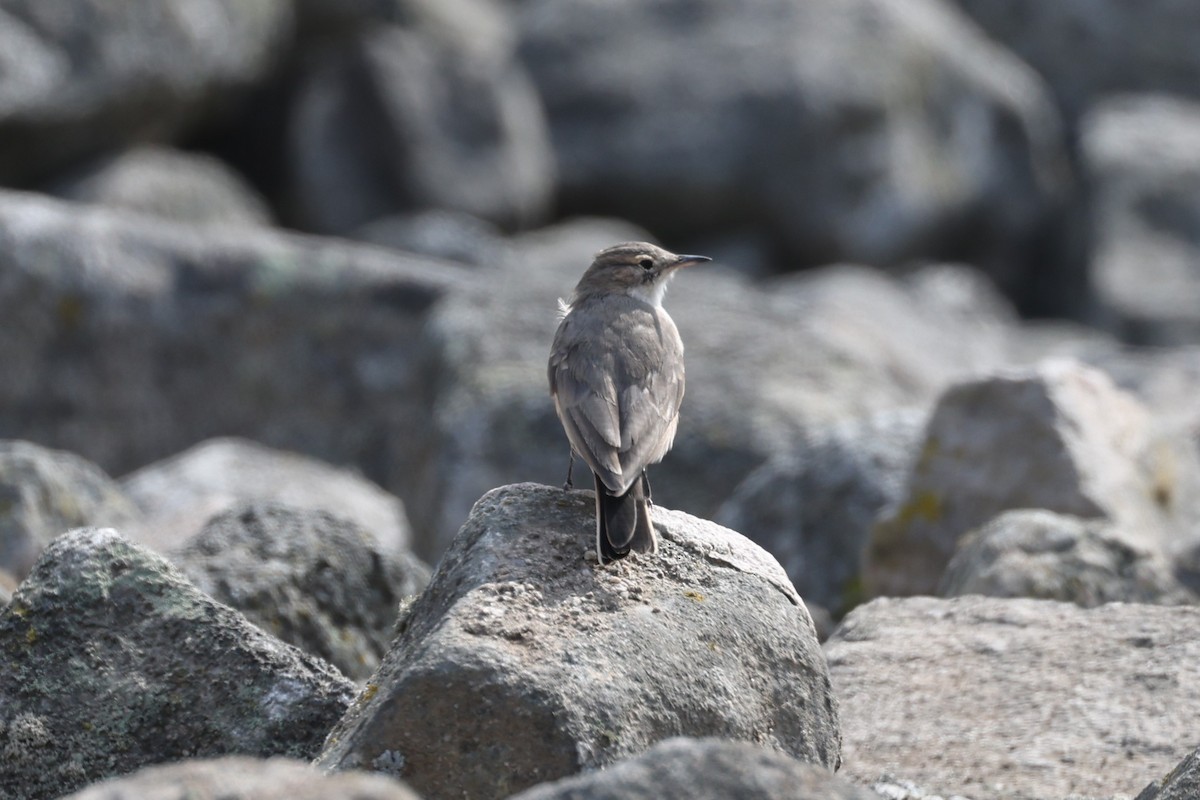 Minero Gris - ML620267246