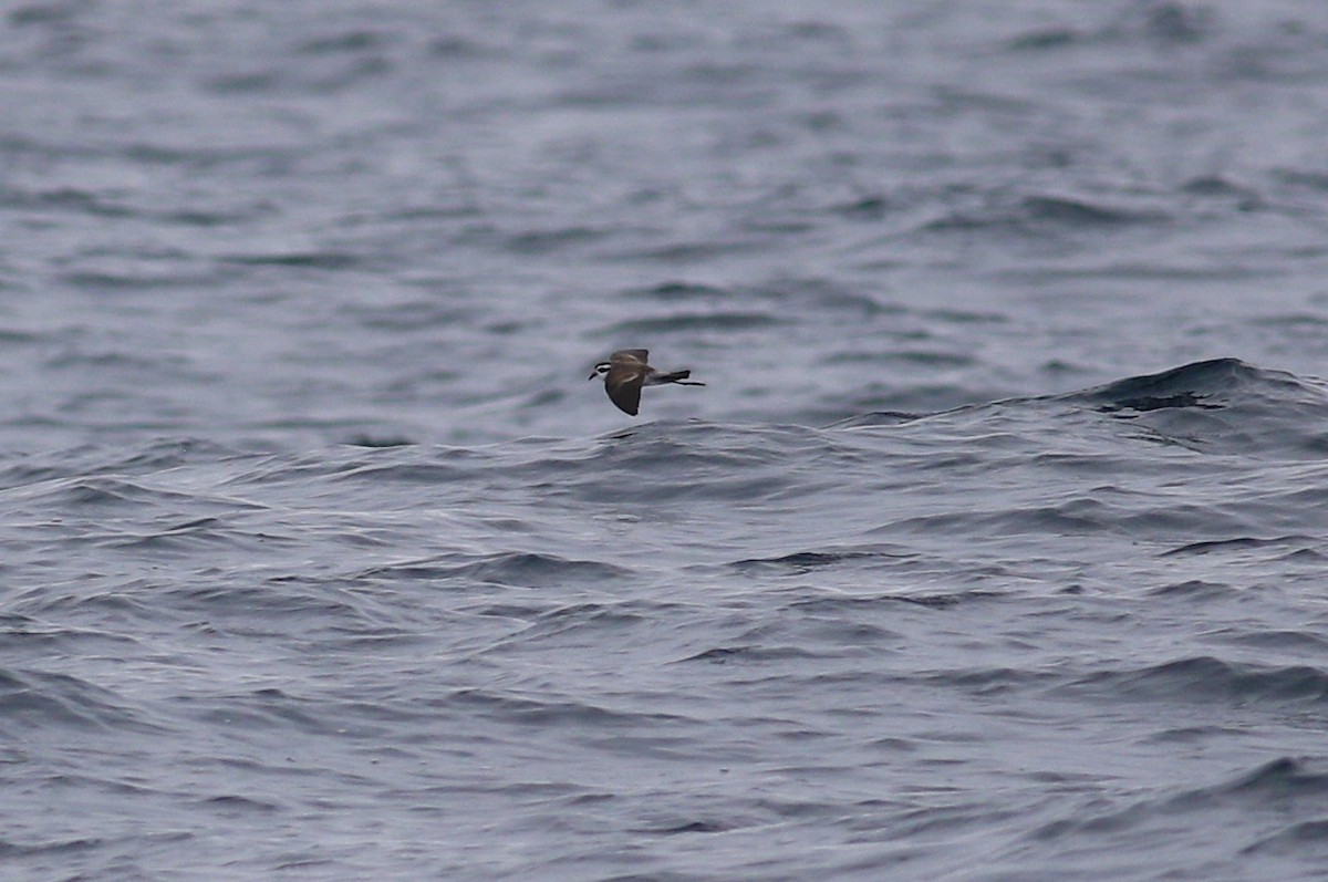 White-faced Storm-Petrel - ML620267247