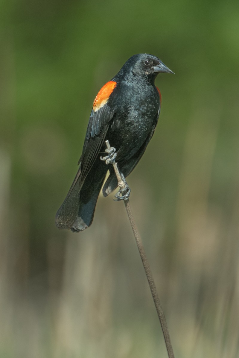 Red-winged Blackbird - ML620267264