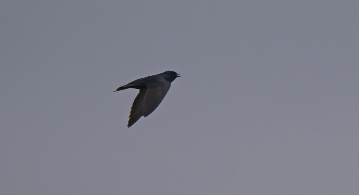 Purple Martin - ML620267267