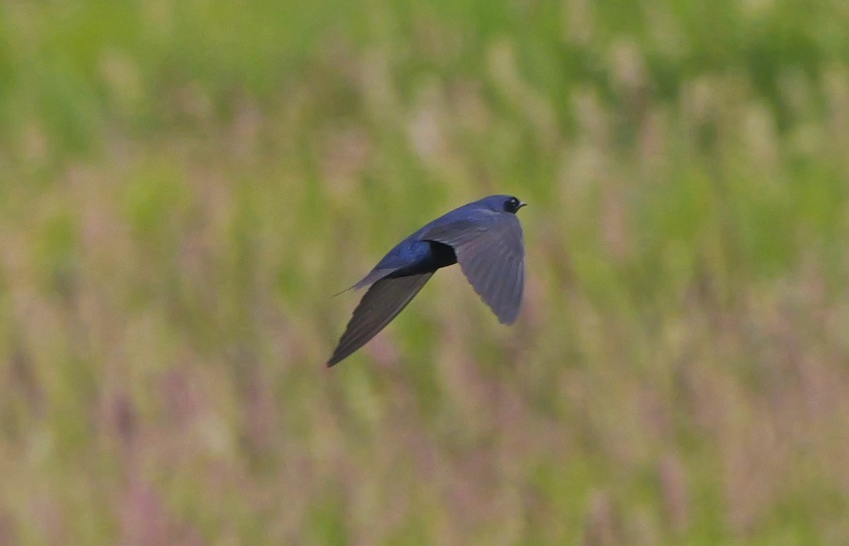 Purple Martin - ML620267268