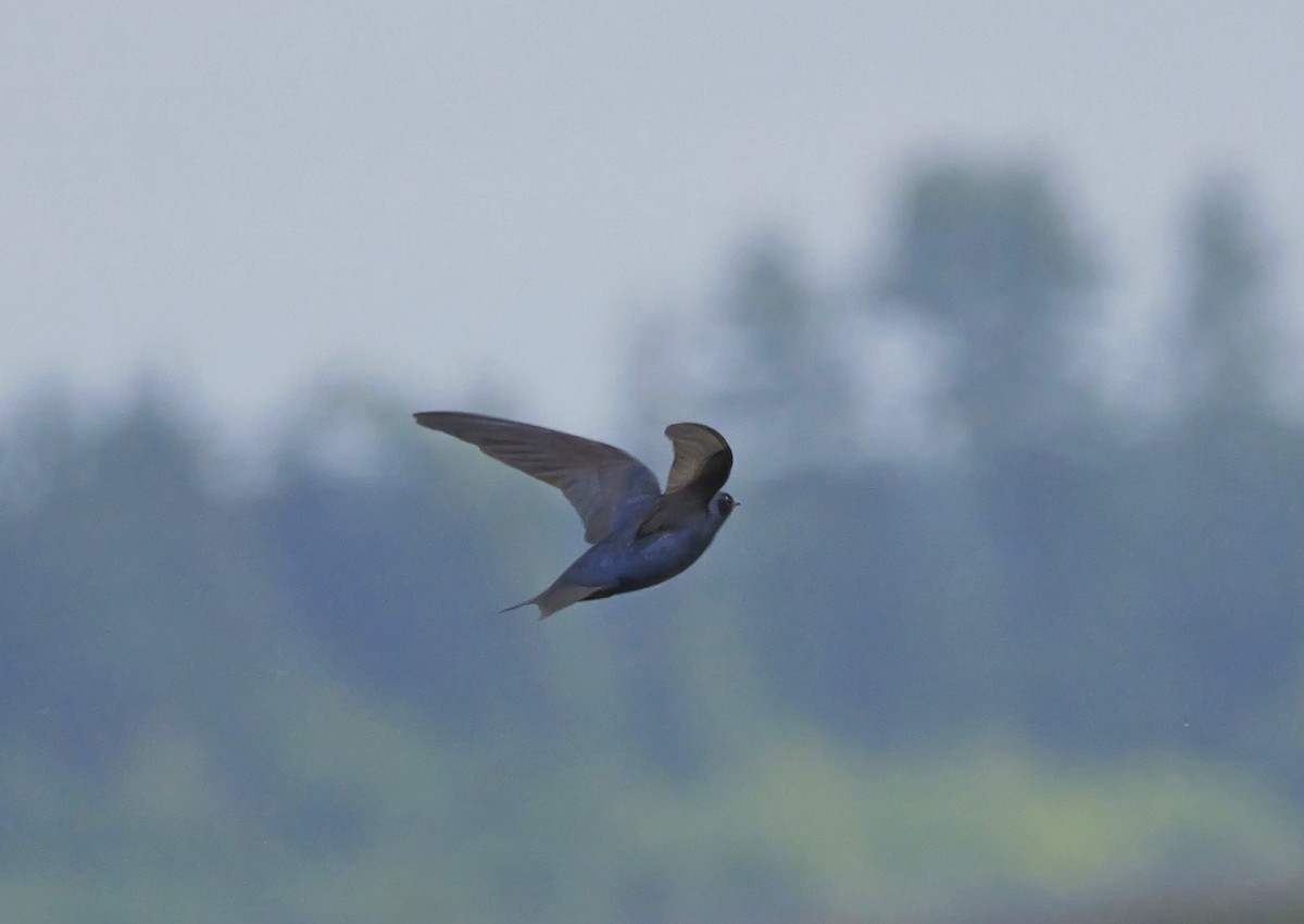 Purple Martin - ML620267269