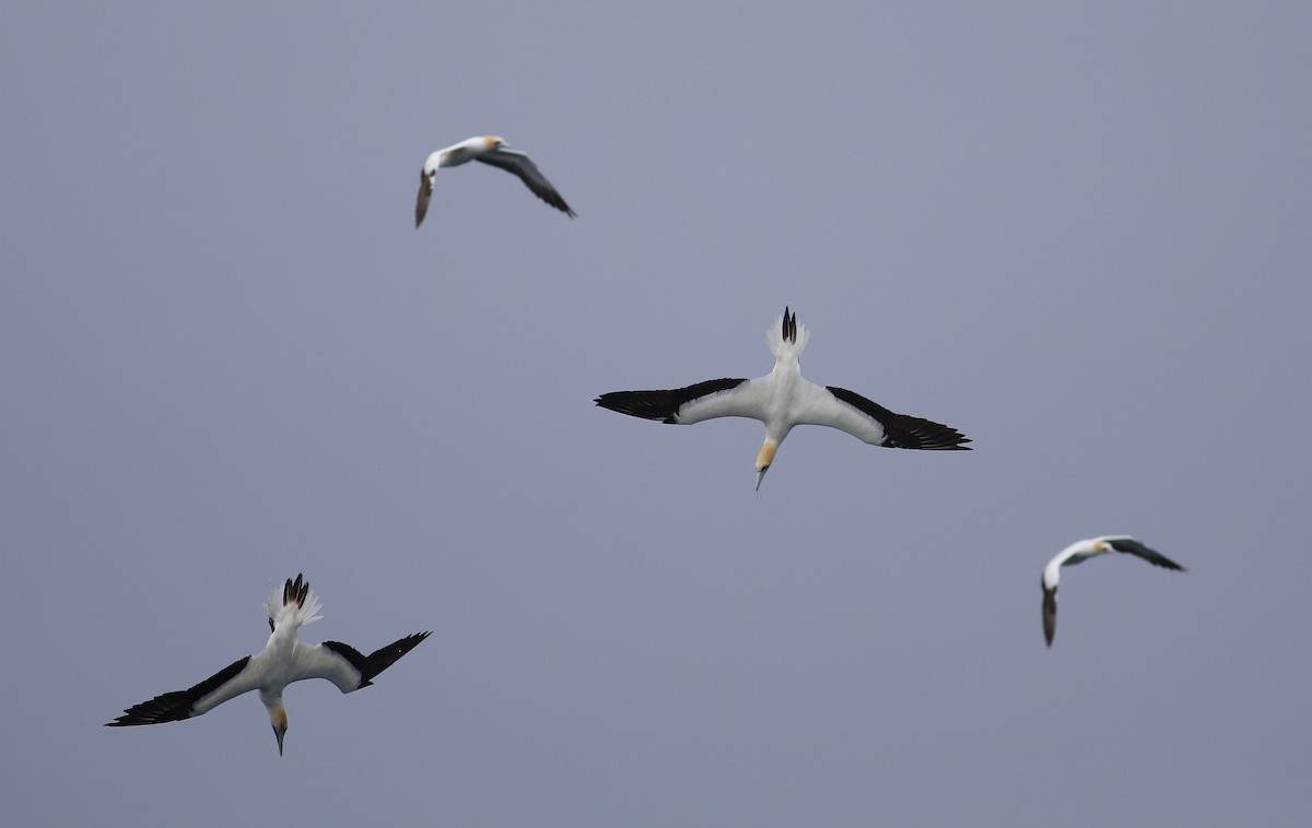 Australasian Gannet - ML620267270