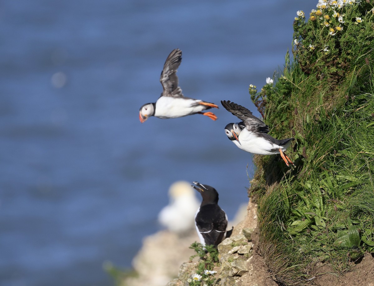 Atlantic Puffin - ML620267272