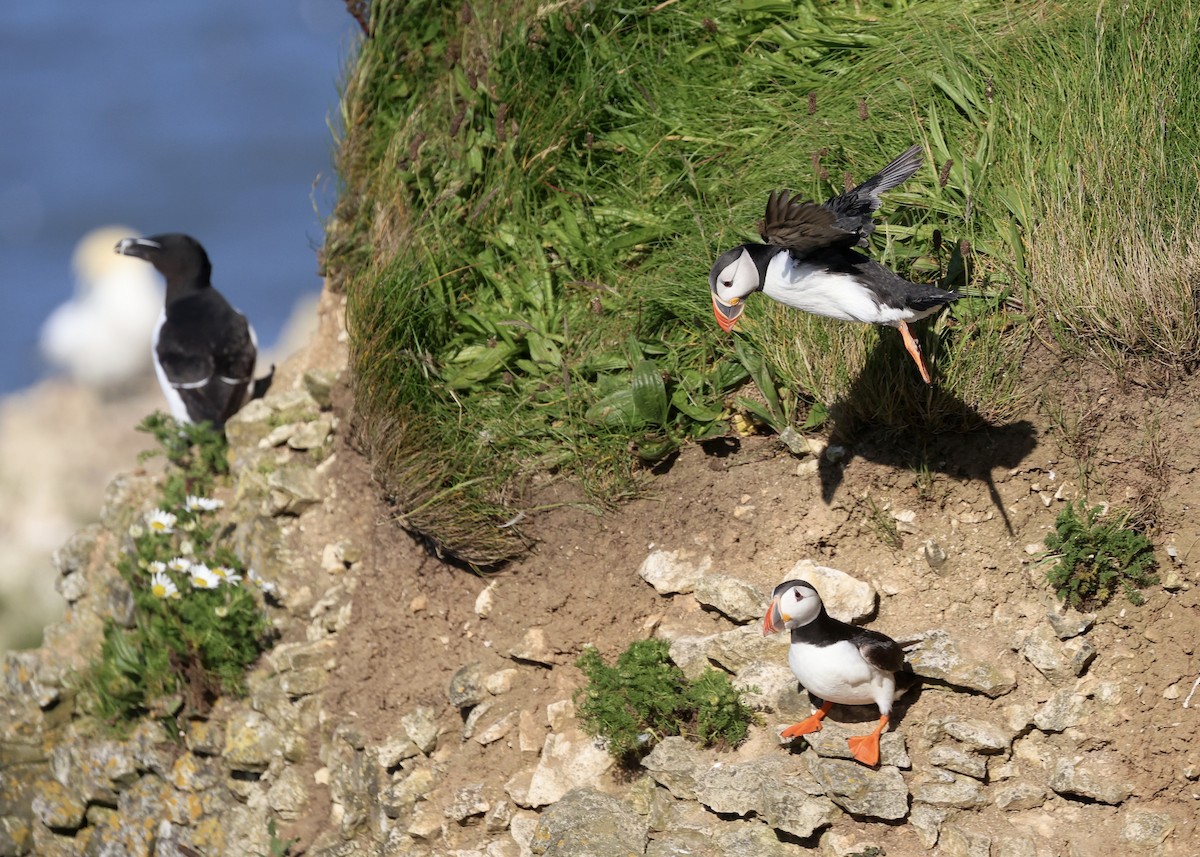 Atlantic Puffin - ML620267273