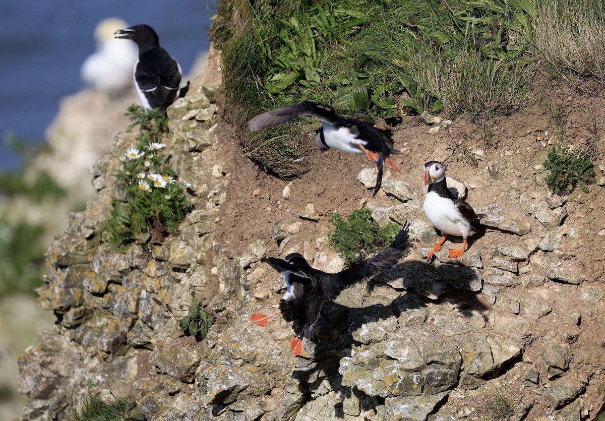 Atlantic Puffin - ML620267275