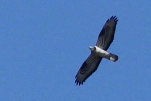 European Honey-buzzard - ML620267276