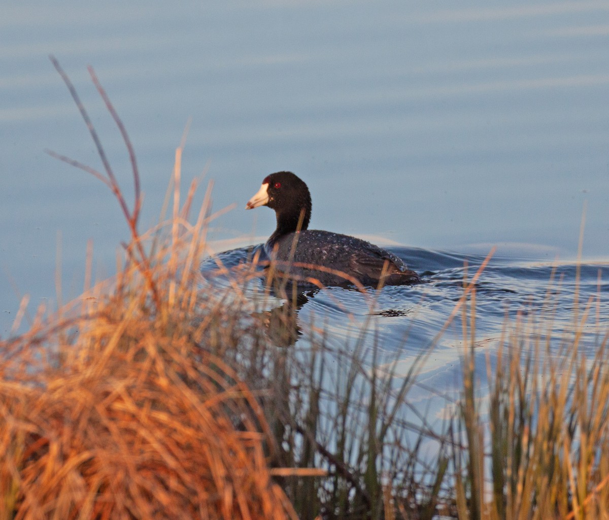 American Coot - ML620267280