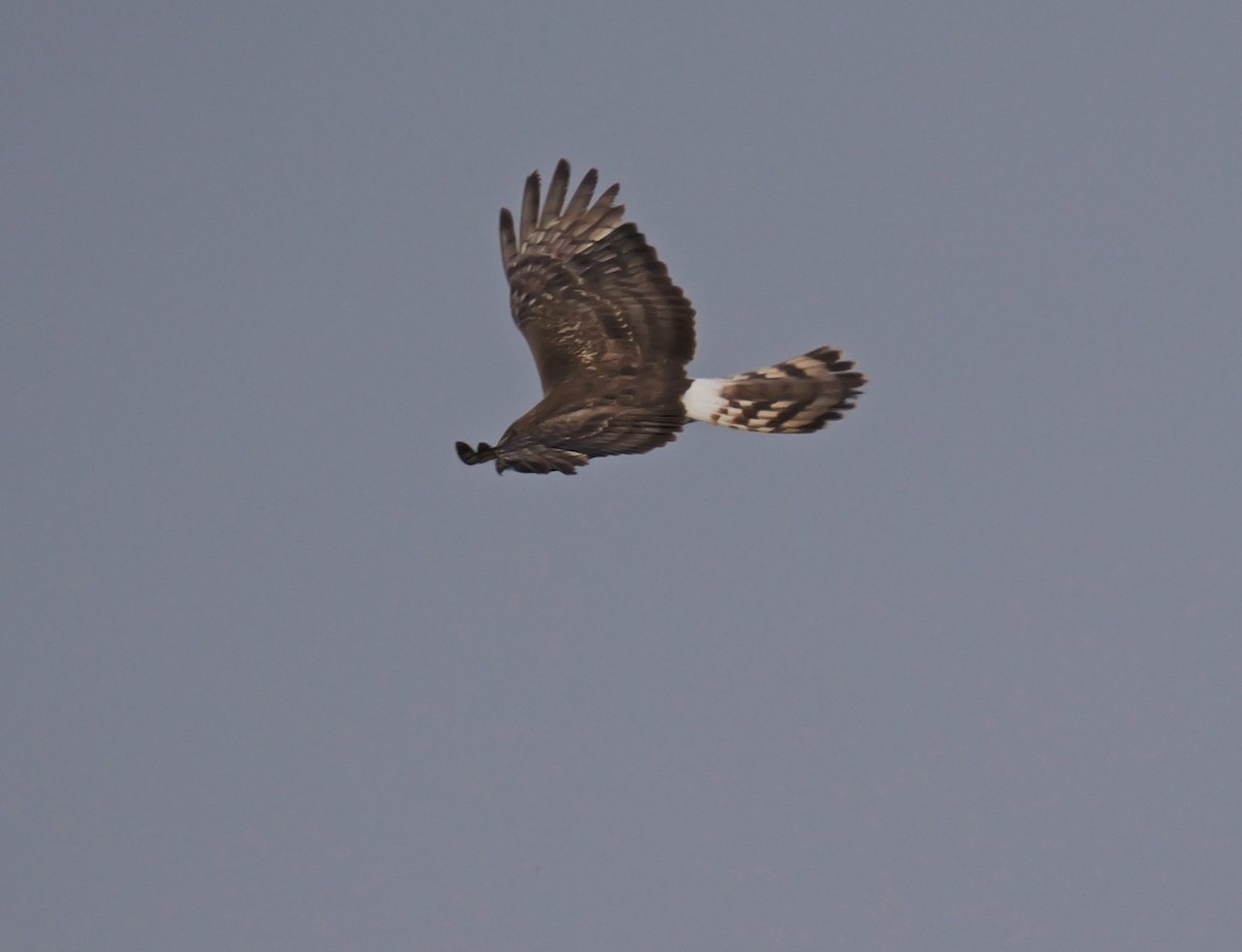 Northern Harrier - ML620267282