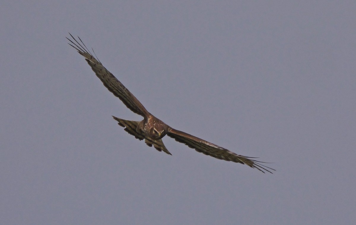 Northern Harrier - ML620267284