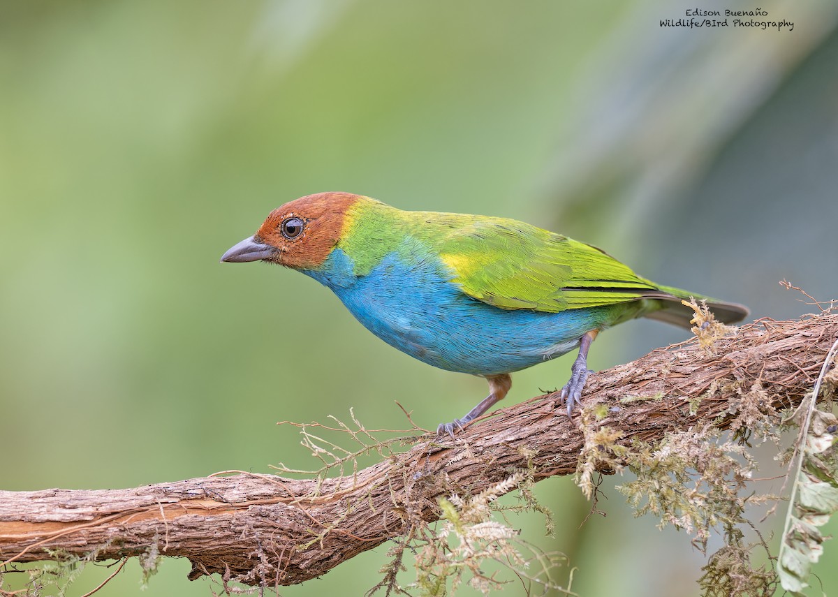 Bay-headed Tanager - ML620267288