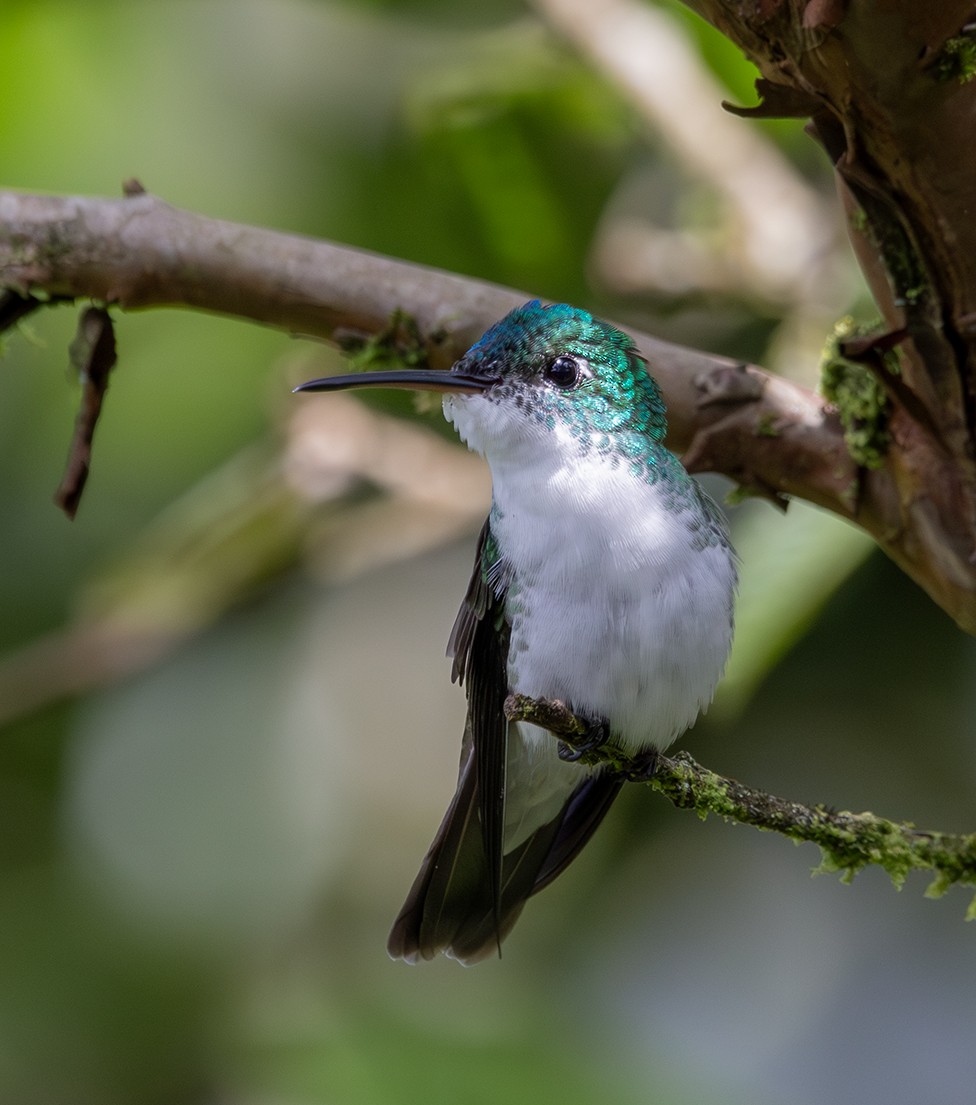 Andean Emerald - ML620267289