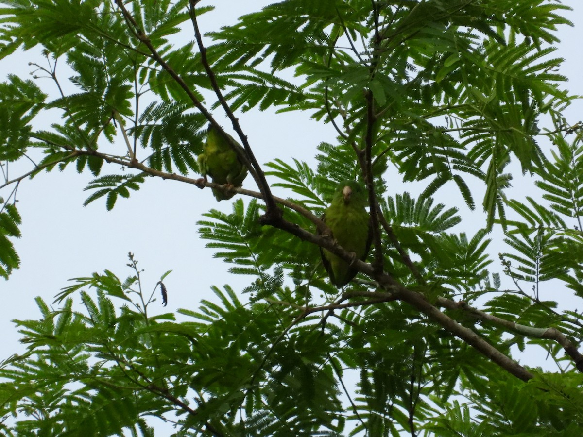 papoušíček amazonský - ML620267290